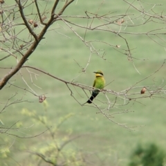 Merops ornatus at Towong, VIC - 6 Nov 2021