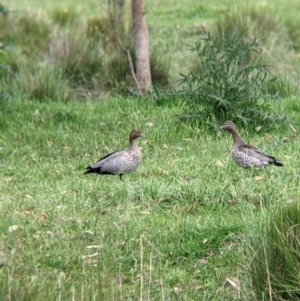 Chenonetta jubata at Towong, VIC - 6 Nov 2021