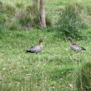 Chenonetta jubata at Towong, VIC - 6 Nov 2021 04:19 PM