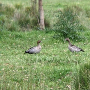 Chenonetta jubata at Towong, VIC - 6 Nov 2021 04:19 PM