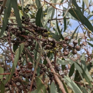 Eucalyptus rossii at Whitlam, ACT - 7 Nov 2021 04:21 PM