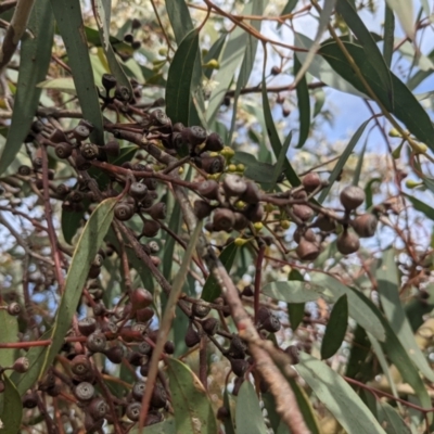 Eucalyptus rossii (Inland Scribbly Gum) at Molonglo Valley, ACT - 7 Nov 2021 by HelenCross