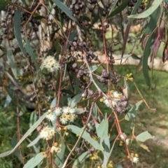 Eucalyptus rossii at Whitlam, ACT - 7 Nov 2021 04:21 PM