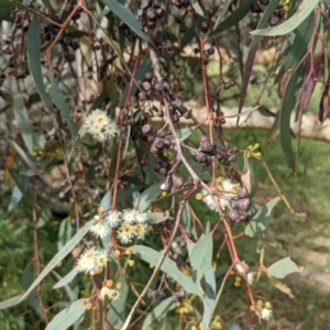 Eucalyptus rossii at Whitlam, ACT - 7 Nov 2021 04:21 PM