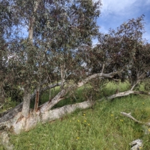 Eucalyptus rossii at Whitlam, ACT - 7 Nov 2021 04:21 PM