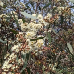 Eucalyptus rossii at Whitlam, ACT - 7 Nov 2021 04:21 PM