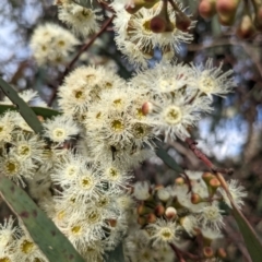 Eucalyptus rossii at Whitlam, ACT - 7 Nov 2021