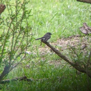 Rhipidura albiscapa at Towong, VIC - 6 Nov 2021