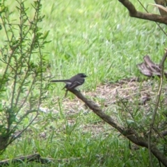 Rhipidura albiscapa at Towong, VIC - 6 Nov 2021 04:20 PM