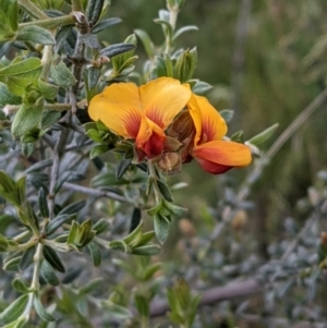 Mirbelia oxylobioides at Acton, ACT - 7 Nov 2021