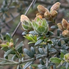 Mirbelia oxylobioides at Acton, ACT - 7 Nov 2021