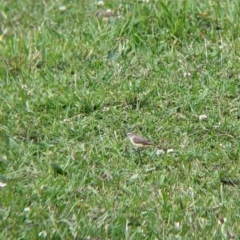 Acanthiza chrysorrhoa at Towong, VIC - 6 Nov 2021