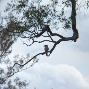 Dacelo novaeguineae at Towong, VIC - 6 Nov 2021 04:25 PM