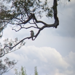 Dacelo novaeguineae at Towong, VIC - 6 Nov 2021 04:25 PM