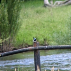 Malurus cyaneus (Superb Fairywren) at Towong, VIC - 6 Nov 2021 by Darcy