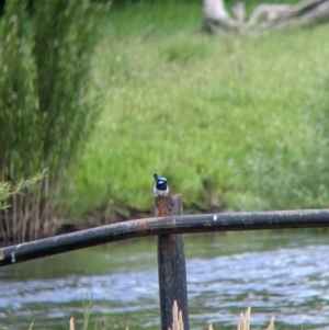 Malurus cyaneus at Towong, VIC - 6 Nov 2021 04:28 PM