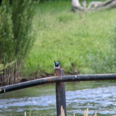 Malurus cyaneus (Superb Fairywren) at Towong, VIC - 6 Nov 2021 by Darcy