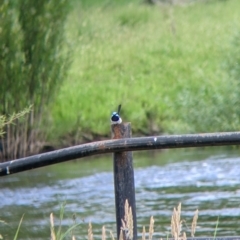 Malurus cyaneus at Towong, VIC - 6 Nov 2021