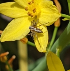 Oxyopes sp. (genus) at Watson, ACT - 7 Nov 2021