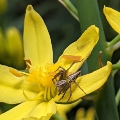 Oxyopes sp. (genus) at Watson, ACT - 7 Nov 2021