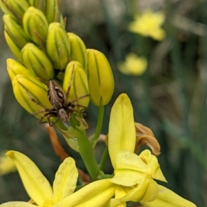 Oxyopes sp. (genus) at Watson, ACT - 9 Nov 2021