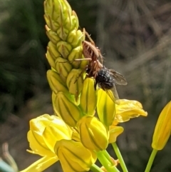 Oxyopes sp. (genus) at Watson, ACT - 9 Nov 2021