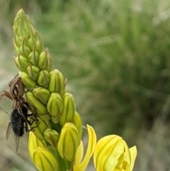 Oxyopes sp. (genus) at Watson, ACT - 9 Nov 2021