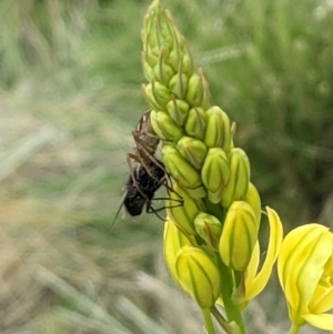 Oxyopes sp. (genus) at Watson, ACT - 9 Nov 2021 08:59 AM