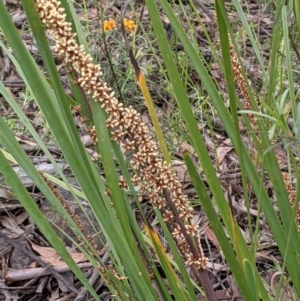 Lomandra longifolia at Acton, ACT - 7 Nov 2021