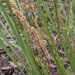 Lomandra longifolia (Spiny-headed Mat-rush, Honey Reed) at ANBG South Annex - 7 Nov 2021 by abread111