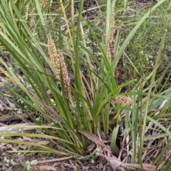 Lomandra longifolia at Acton, ACT - 7 Nov 2021