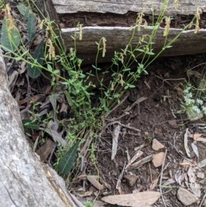 Gonocarpus tetragynus at Acton, ACT - 7 Nov 2021 04:47 PM