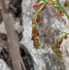 Gonocarpus tetragynus at Acton, ACT - 7 Nov 2021