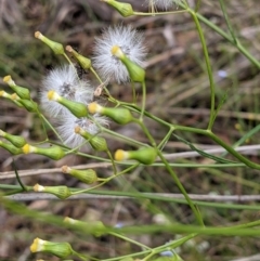 Senecio diaschides (Erect Groundsel) at Acton, ACT - 7 Nov 2021 by abread111