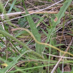 Senecio diaschides at Acton, ACT - 7 Nov 2021