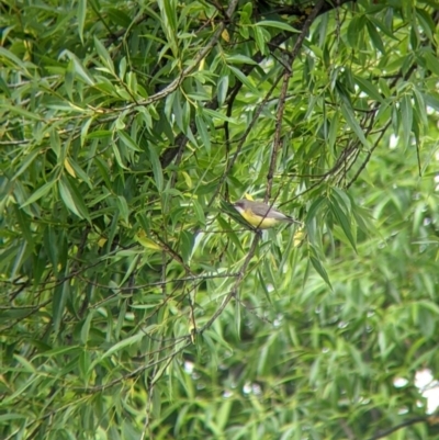 Gerygone olivacea (White-throated Gerygone) at Towong, VIC - 6 Nov 2021 by Darcy