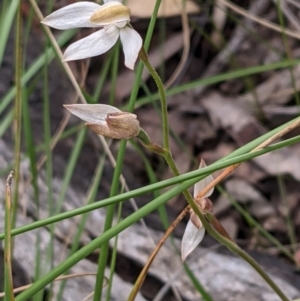 Caladenia moschata at Acton, ACT - suppressed