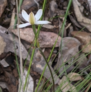 Caladenia moschata at Acton, ACT - suppressed