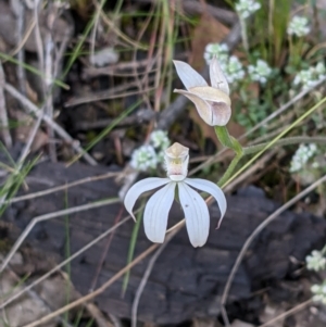 Caladenia moschata at Acton, ACT - suppressed