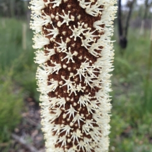 Xanthorrhoea resinosa at Cape Conran, VIC - 7 Nov 2021