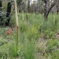 Xanthorrhoea resinosa at Cape Conran, VIC - suppressed