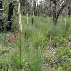 Xanthorrhoea resinosa at Cape Conran, VIC - 7 Nov 2021