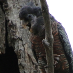 Callocephalon fimbriatum (Gang-gang Cockatoo) at Red Hill, ACT - 6 Nov 2021 by LisaH