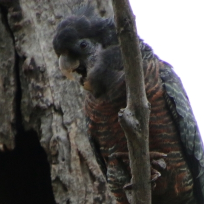 Callocephalon fimbriatum (Gang-gang Cockatoo) at Red Hill, ACT - 6 Nov 2021 by LisaH