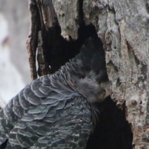 Callocephalon fimbriatum at Red Hill, ACT - 6 Nov 2021