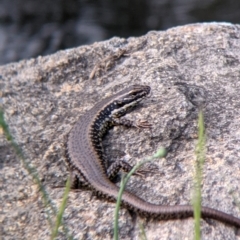 Eulamprus tympanum (Southern Water Skink) at Towong, VIC - 6 Nov 2021 by Darcy