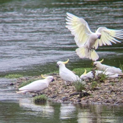 Cacatua galerita (Sulphur-crested Cockatoo) at Towong, VIC - 6 Nov 2021 by Darcy