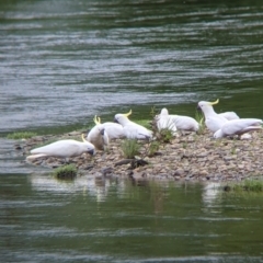 Cacatua galerita at Towong, VIC - 6 Nov 2021 05:45 PM