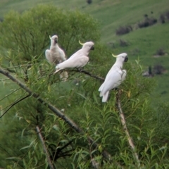 Cacatua galerita at Towong, VIC - 6 Nov 2021 05:45 PM