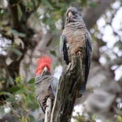 Callocephalon fimbriatum (Gang-gang Cockatoo) at Hughes, ACT - 6 Nov 2021 by LisaH